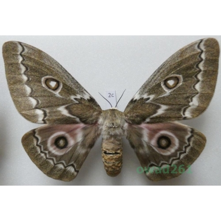 Gonimbrasia tyrrhea (Cramer, 1775) female ex. ovo South Africa 117mm2c